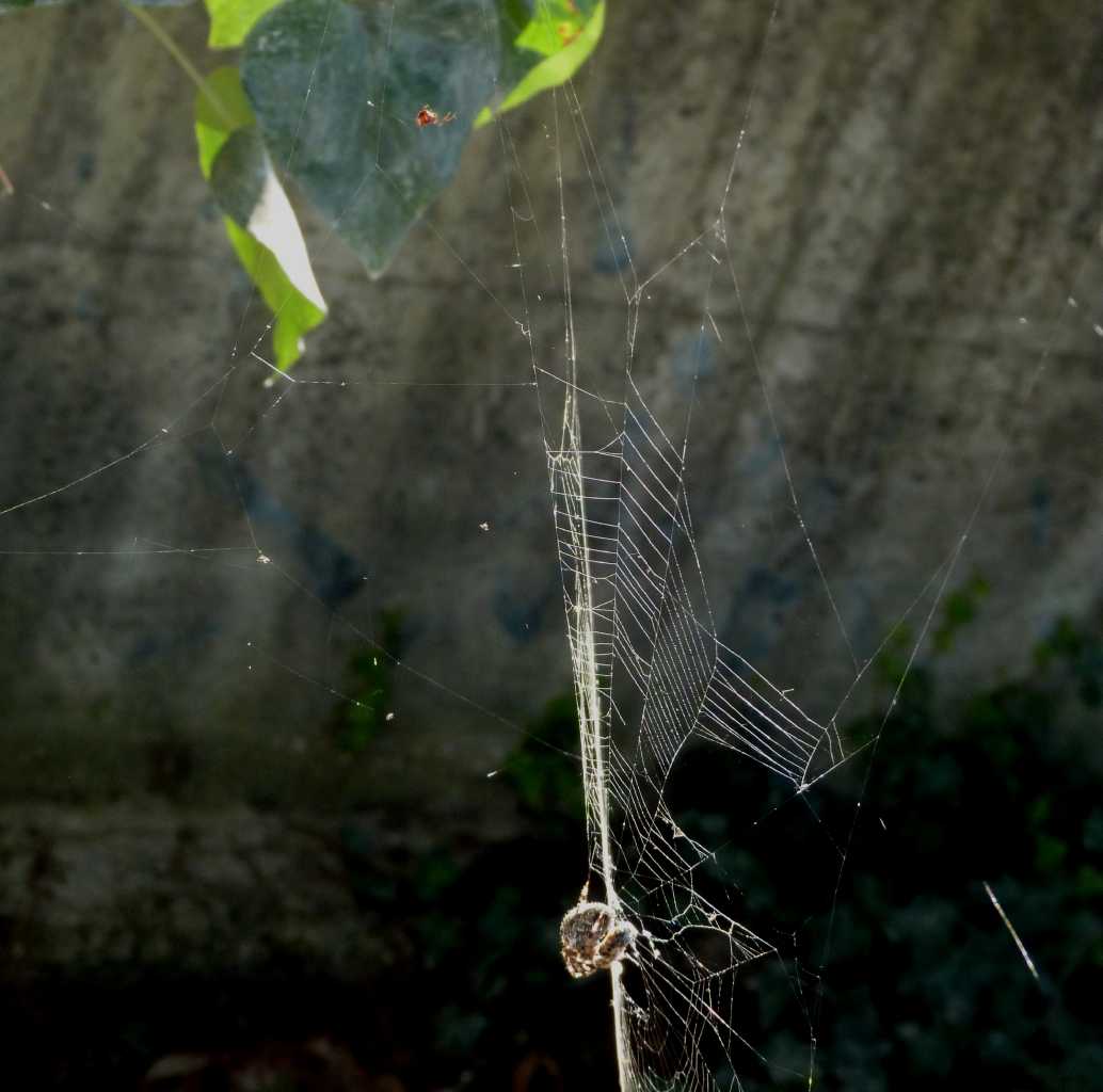 Araneus diadematus - Ostia (RM)